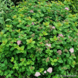 Spiraea betuliflia "Tor"