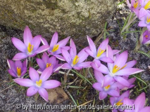 7_März 2009 087,kl_ 17, Crocus tom_ Rose