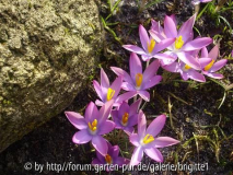 7_März 2009 079,kl_17, Crocus tom_ Roseu