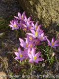 7_März 2009 068,kl_17, Crocus tomas_ Ros