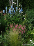 Hauptbeet mit Delphinum, Penstemon und Stipa im Juni
