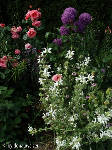 Allium giganteum, The Queen Elizabeth Rose und Salvia argentea im Juni