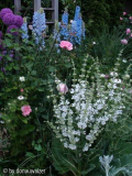 Allium, Delphinum und Salvia argentea Anfang Juni