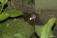 Springmaus