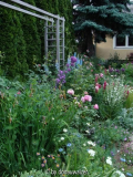 Hauptbeet Richtung Osten im Juni