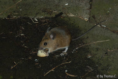 Springmaus ungeniert