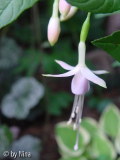 Fuchsia magellanica rosea