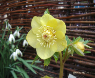 Helleborus Ashwood gelb 03/2009