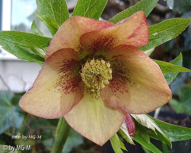 Helleborus Ashwood aprikot 03/2009