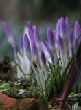 Elfenkrökchen 09