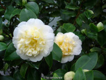 japonica 'Gwenneth Morey'
