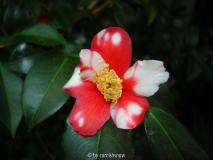 C. japonica 'Rokkasen' ?
