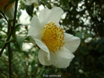 C. yunnanensis I