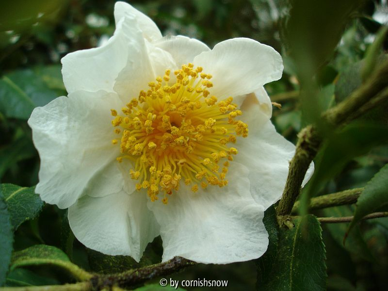 C. yunnanensis II