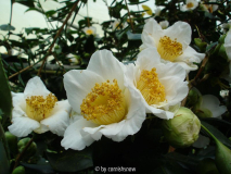 C. japonica 'Shiro Kinjo'