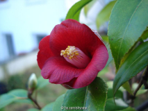 C. japonica 'Kon-wabisuke'