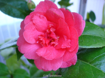 subsp. rusticana 'Nishikikirin'