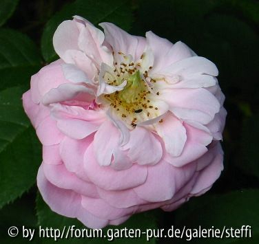 Jeanne de Montfort
