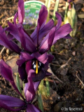 Iris reticulata
