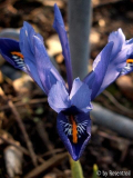 Iris reticulata blau