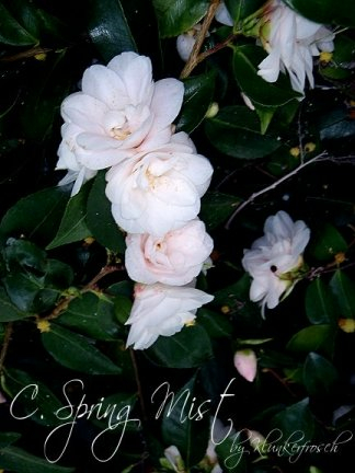 03/ 09 spring mist