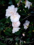 03/ 09 spring mist