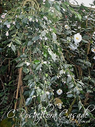 03/ 09 roseaflora c.