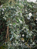 03/ 09 roseaflora c.