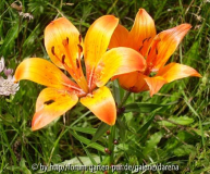 Lilium bulbiferum ssp. bulbiferum 2007