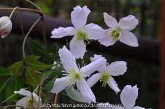 Clematis 'Marjan' bloem