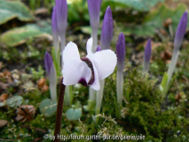 Cycl Crocus 090311 a.jpg