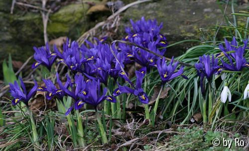 Zwiebeliris blau