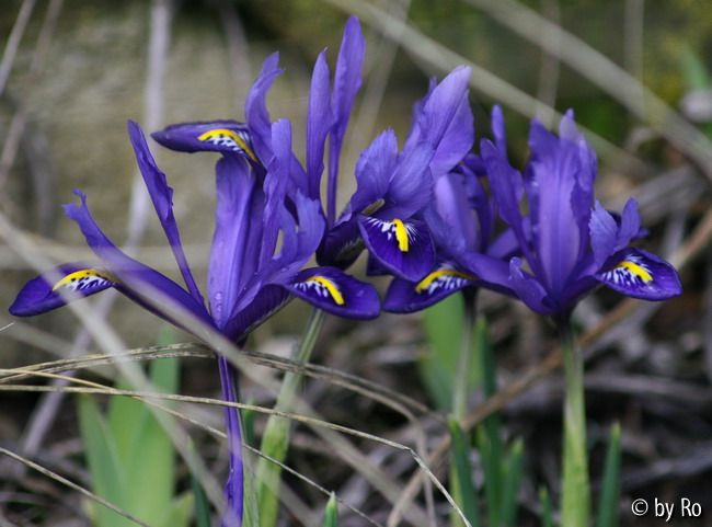 Zwiebeliris blau 2