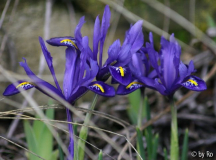 Zwiebeliris blau 2