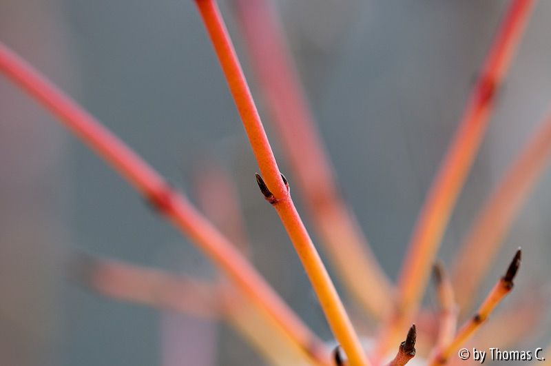 Cornusorange