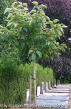 Wunderbaum Habitus