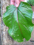 Wunderbaum Riesenblatt