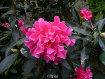 pink dahlia
