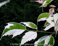 Acer negundo