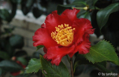 holly bright