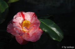 betty foy sander2