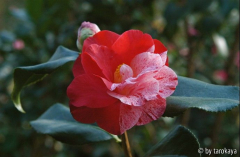 betty foy sander