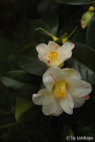 aki no yama