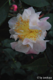 high fragrance2
