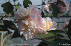 high fragrance