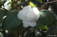 anemoniflora alba