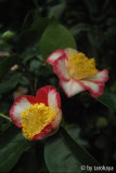 ohkan blüten