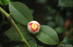 ohkan bud