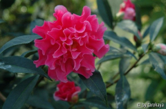 pink dahlia