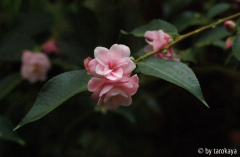 tiny star